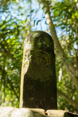 Ubud 'daki kutsal maymun ormanının manzarası