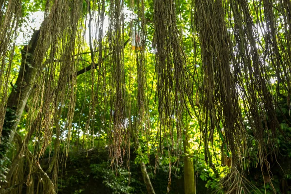 View of sacred Monkey Forest in Ubud — Stock Photo, Image