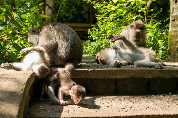 Monos en Ubud Bali — Foto de Stock