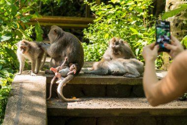 Ubud Bali 'deki Maymunlar