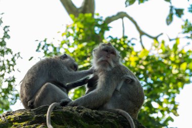 Ubud Bali 'deki Maymunlar