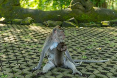 Ubud Bali 'deki Maymunlar