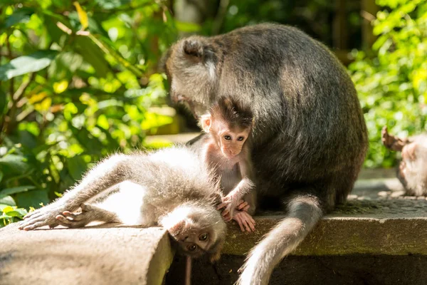 Monos en Ubud Bali — Foto de Stock