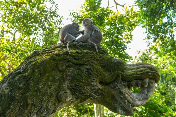 ウブドの猿｜バリ島 — ストック写真