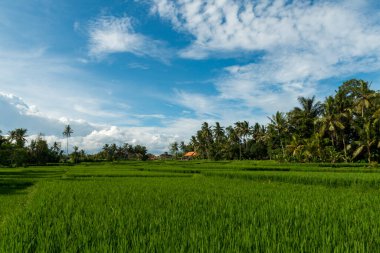 Ubud 'daki pirinç tarlaları
