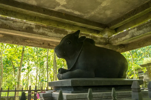 Ubud 'daki kutsal maymun ormanının manzarası — Stok fotoğraf