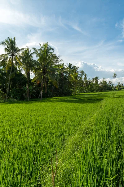 Rýžová pole v Ubud — Stock fotografie
