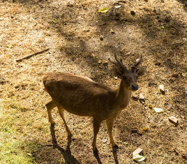 动物园的鹿景 — 图库照片