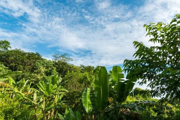 Vista da floresta sagrada de macacos em Ubud — Fotografia de Stock