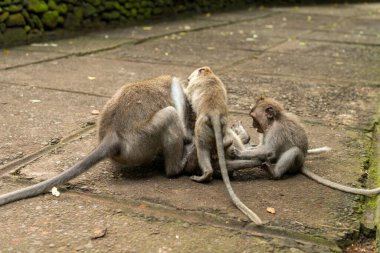 Ubud Bali 'deki Maymunlar
