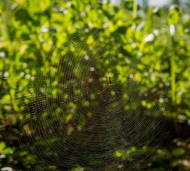 Ormandaki örümceklerin manzarası