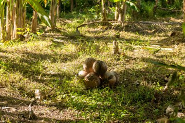 Ubud 'daki kutsal maymun ormanının manzarası