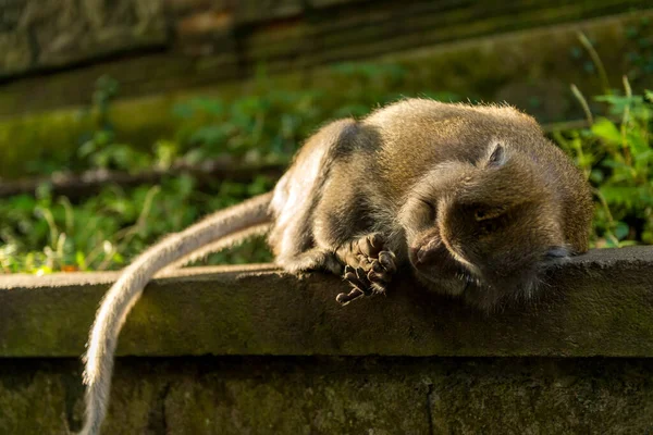 Apen in Ubud Bali — Stockfoto