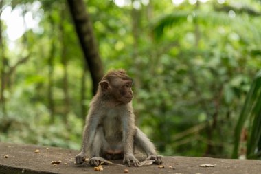 Ubud Bali 'deki Maymunlar