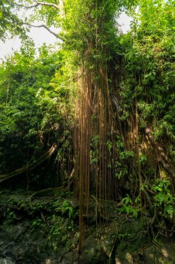 Ubud 'daki kutsal maymun ormanının manzarası