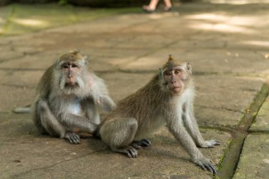 Ubud Bali 'deki Maymunlar