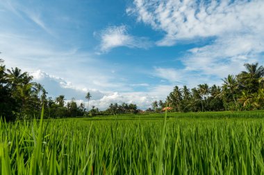 Ubud 'daki pirinç tarlaları