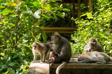Ubud Bali 'deki Maymunlar