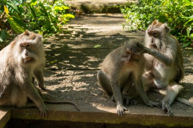 Ubud Bali 'deki Maymunlar