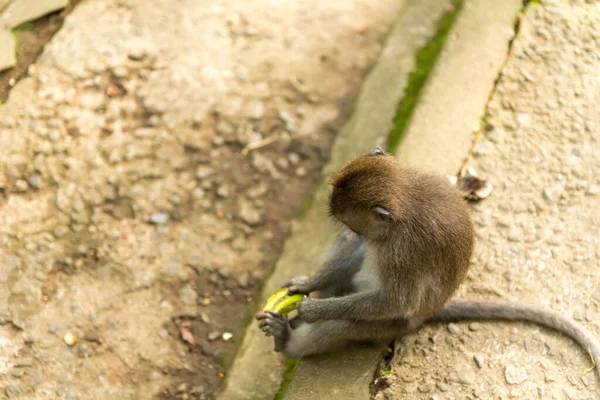 Apen in Ubud Bali — Stockfoto