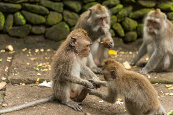 Scimmie a Ubud Bali — Foto Stock