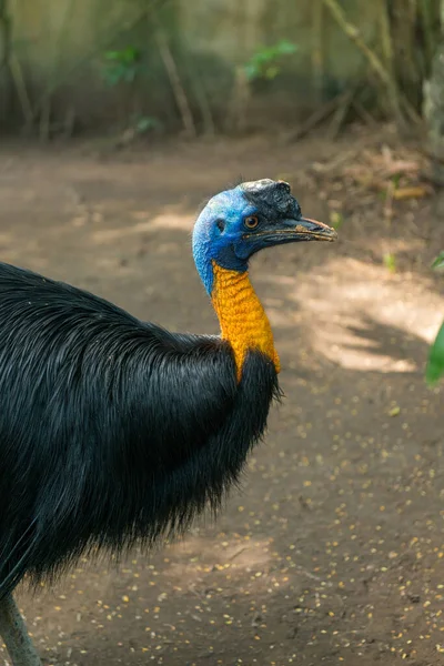 Ptačí park Bali v Sanuru — Stock fotografie