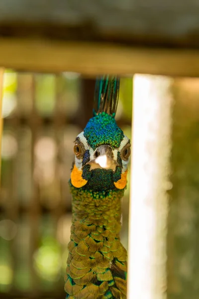 Park ptaków Bali w Sanur — Zdjęcie stockowe