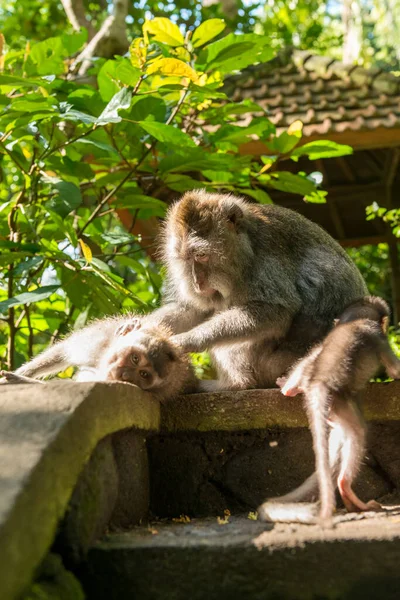 Macacos em Ubud Bali — Fotografia de Stock