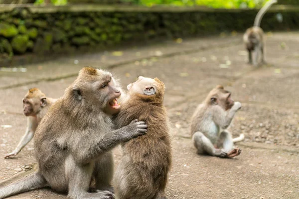 Affen in Ubud Bali — Stockfoto