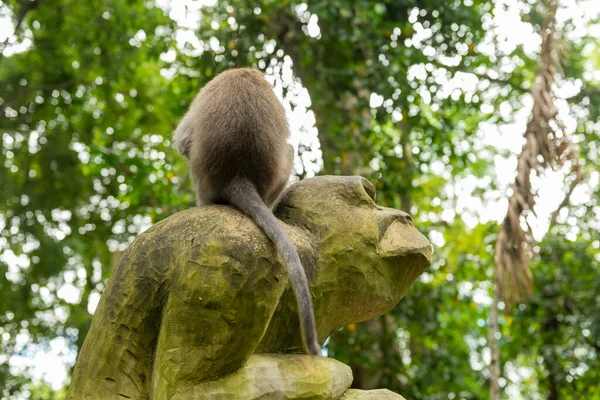 Monos en Ubud Bali — Foto de Stock