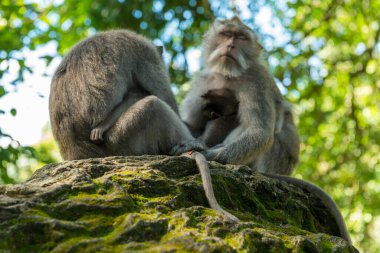 Ubud Bali 'deki Maymunlar