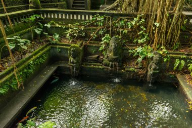 Ubud 'daki kutsal maymun ormanının manzarası