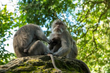 Ubud Bali 'deki Maymunlar