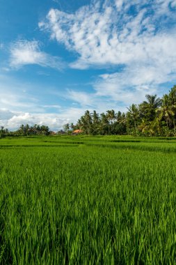 Ubud 'daki pirinç tarlaları