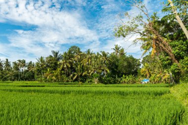 Ubud 'daki pirinç tarlaları