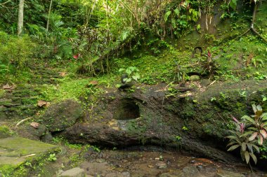 Ubud 'daki kutsal maymun ormanının manzarası