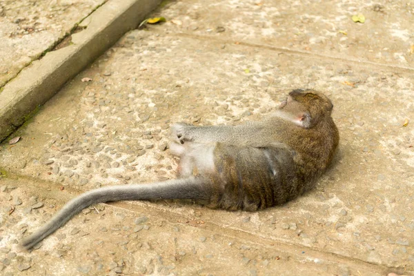 ウブドの猿｜バリ島 — ストック写真