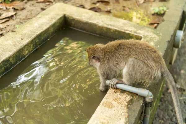 ウブドの猿｜バリ島 — ストック写真