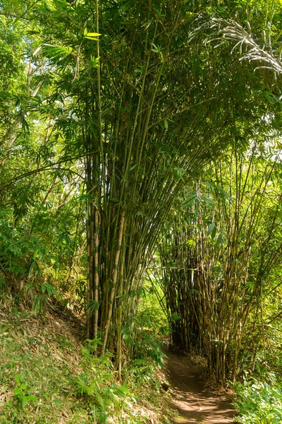 View of sacred Monkey Forest in Ubud — Stock Photo, Image