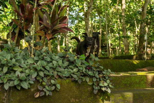 Ubud 'daki kutsal maymun ormanının manzarası — Stok fotoğraf