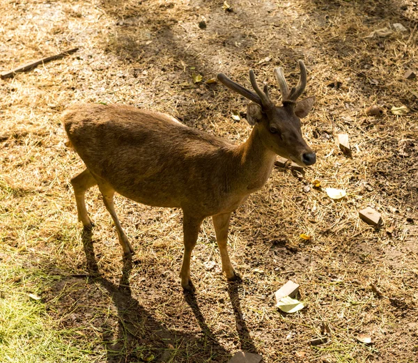 Veduta dei cervi allo zoo — Foto Stock