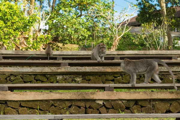 Monos en Ubud Bali — Foto de Stock