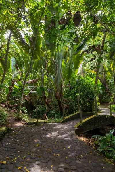 巴厘岛植物园 — 图库照片