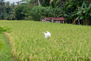 Beyaz balıkçıl pirinç tarlasında