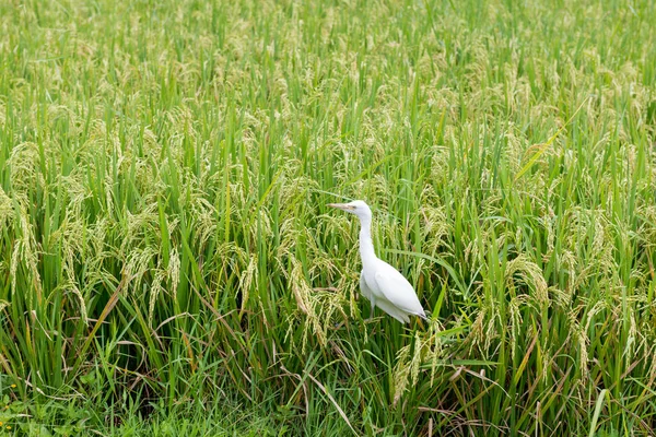 White heron on rice field — Stock Photo, Image
