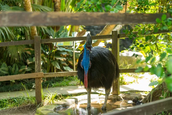 Parco degli uccelli di Bali a Sanur — Foto Stock