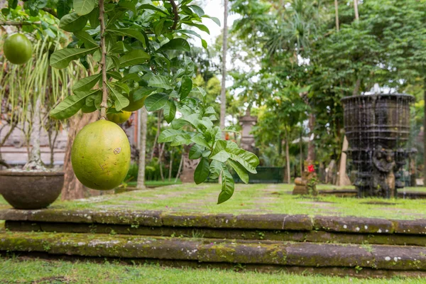 Traditional garden at Ubud — Stock Photo, Image