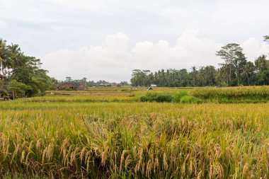 İşçilerle pirinç tarlaları