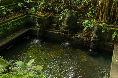 Ubud 'daki kutsal maymun ormanının manzarası