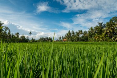 Ubud 'daki pirinç tarlaları